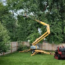 Best Tree Health Inspection  in Dooms, VA